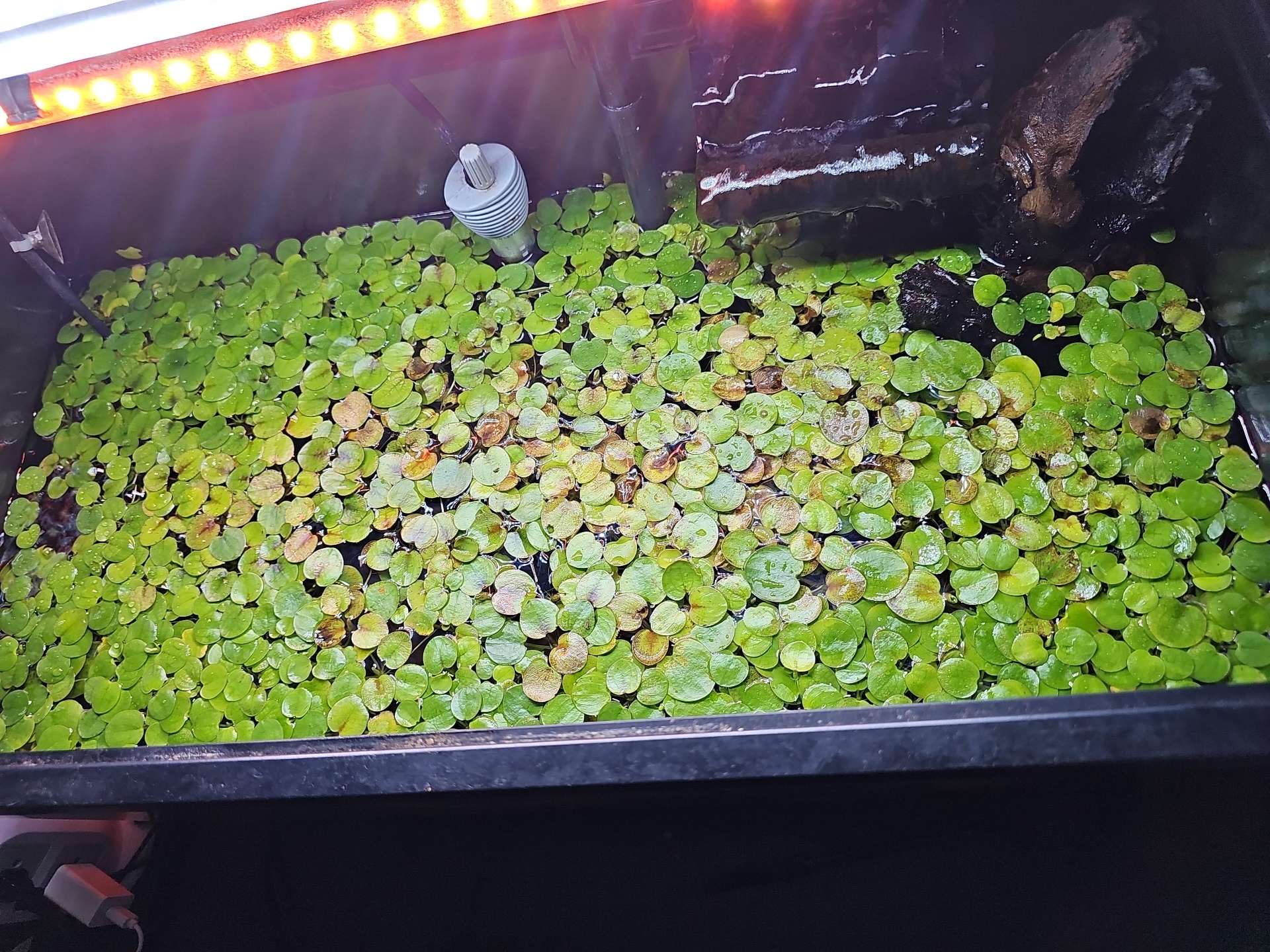Lush Amazon Frogbit floating in a planted tank